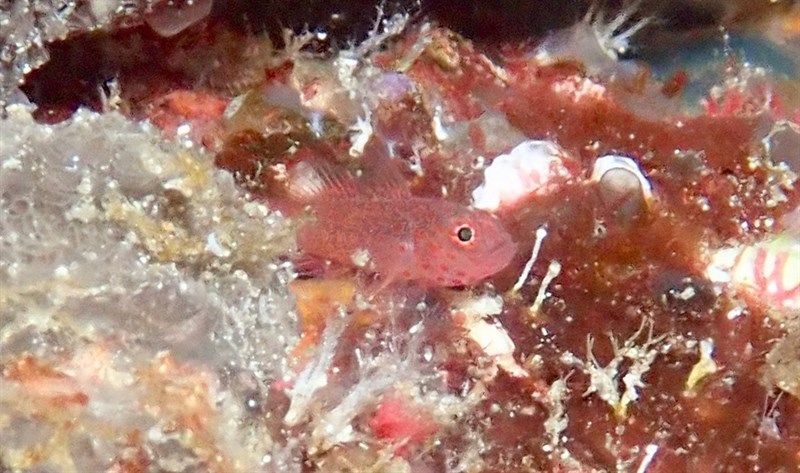 Flame pygmygoby, Trimma Goby, Trimma flammeum