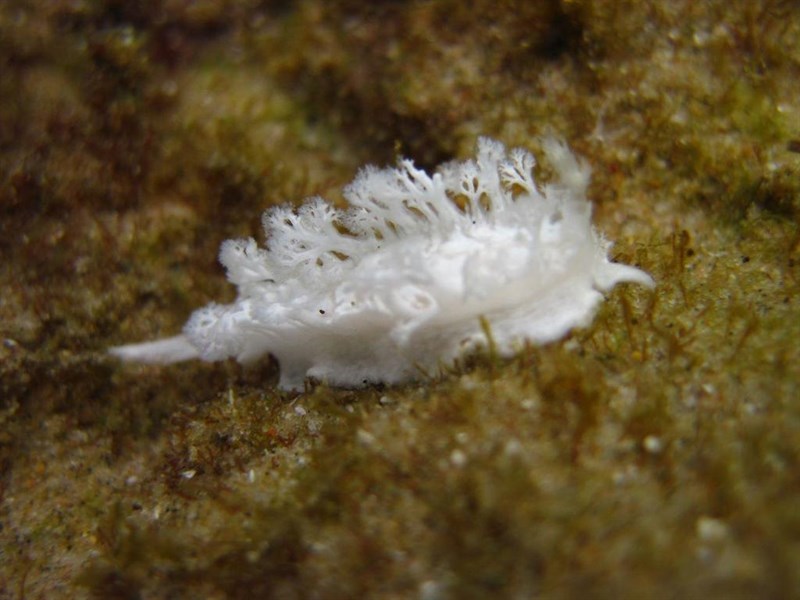 , Elegant Tritoniopsis, White Tritoniopsis, Tritoniopsis elegans