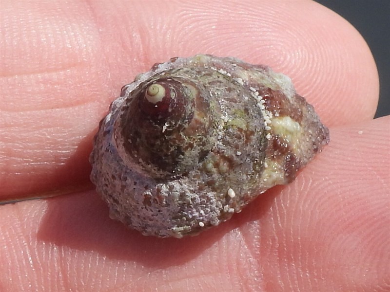 , Red Sea Top Shell - Trochus erithreus, Trochus erithreus