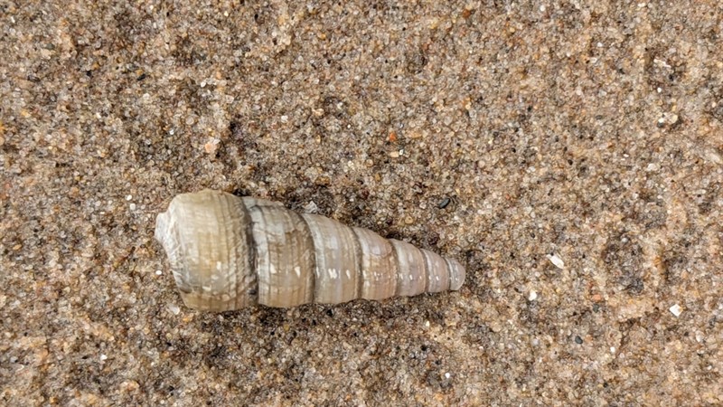 , Auger Shell - Turritellinella tricarinata, Turritellinella tricarinata