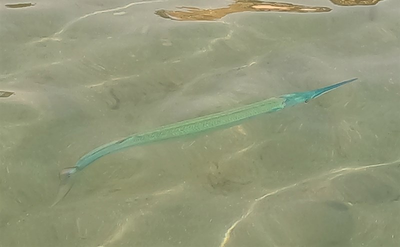 Hound needlefish, Houndfish , Hound Needlefish, Crocodile Needlefish - Tylosurus crocodilus, Tylosurus crocodilus