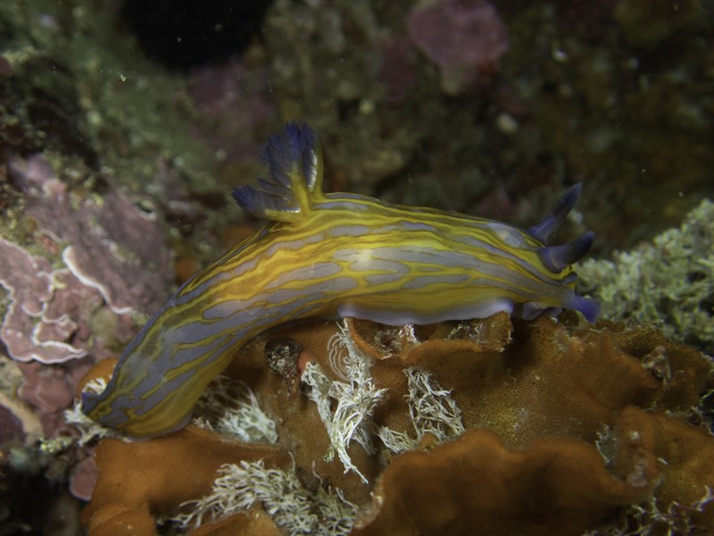 , Tyrannodoris europaea