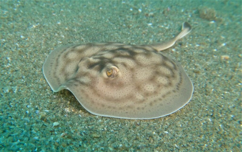 Reef stingray, Bullseye Round Stingray, Urobatis concentricus