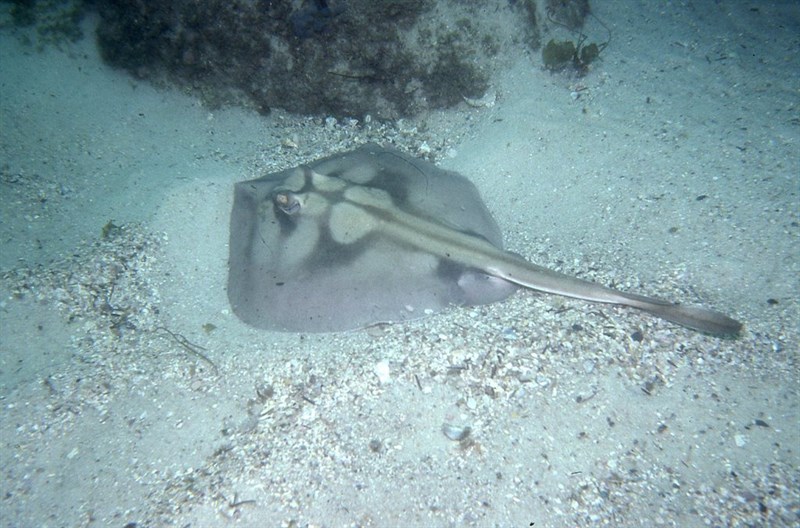 Kapala stingaree, , Urolophus kapalensis