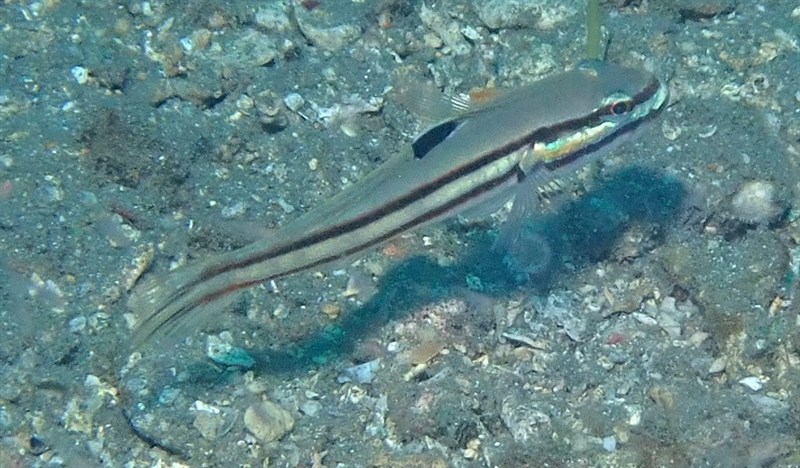 Twostripe goby, Twostripe Goby, Black Lined Glidergoby, Valenciennea helsdingenii