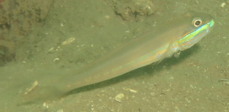 Greenband goby, Greenband Glider Goby, Greenband Goby, Green-band Sleeper, Randall's Goby, Greenband Glidergoby,, Valenciennea randalli