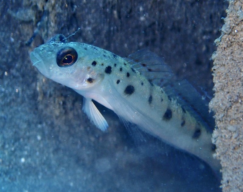 Ambanoro prawn-goby, Ambanoro Goby, Twin-spotted Shrimp Goby, Twin-spotted Shrimp-goby, Vanderhorstia ambanoro