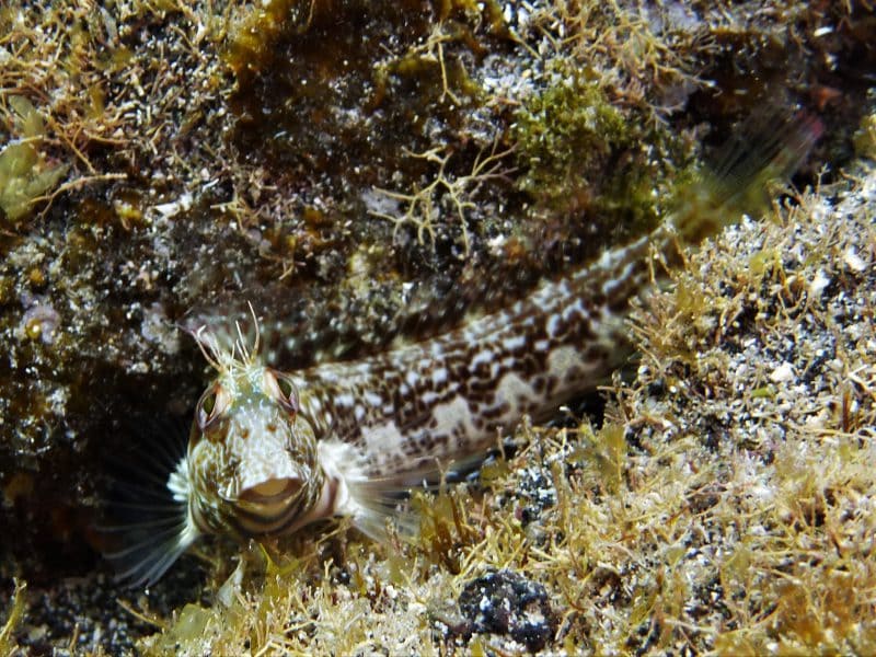 Variabler-Schleimfisch-Parablennius-Pilicornis-Knochenfisch-Schleimfischartige-tauchen-kanaren-kanarische-inseln-atlantik-atlantischer-ozean-arten-800x600