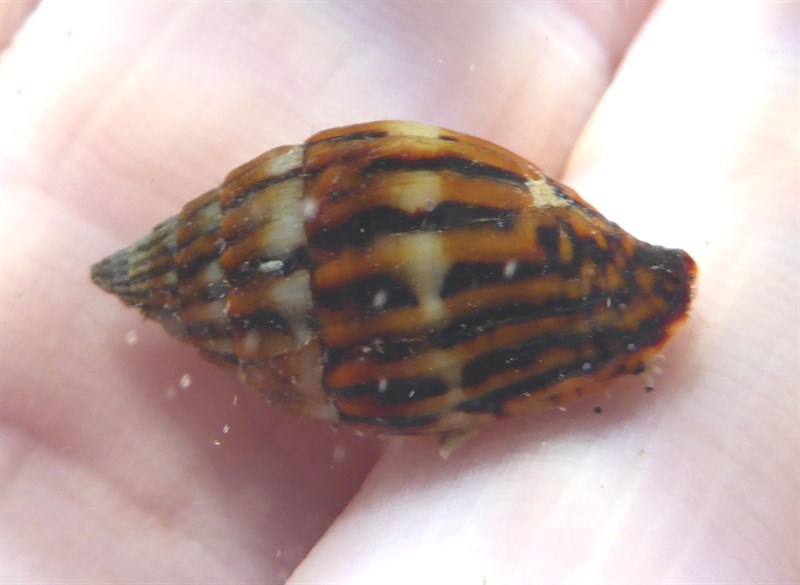 , Vexillum adamsi, Vexillum adamsi