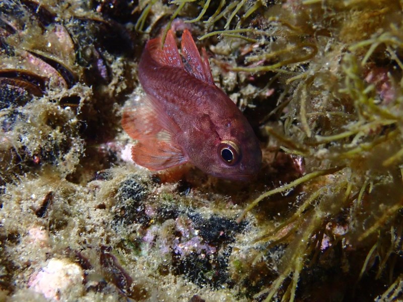 Scarlet cardinalfish, Scarlet Cardinalfish - Vincentia badia, Vincentia badia