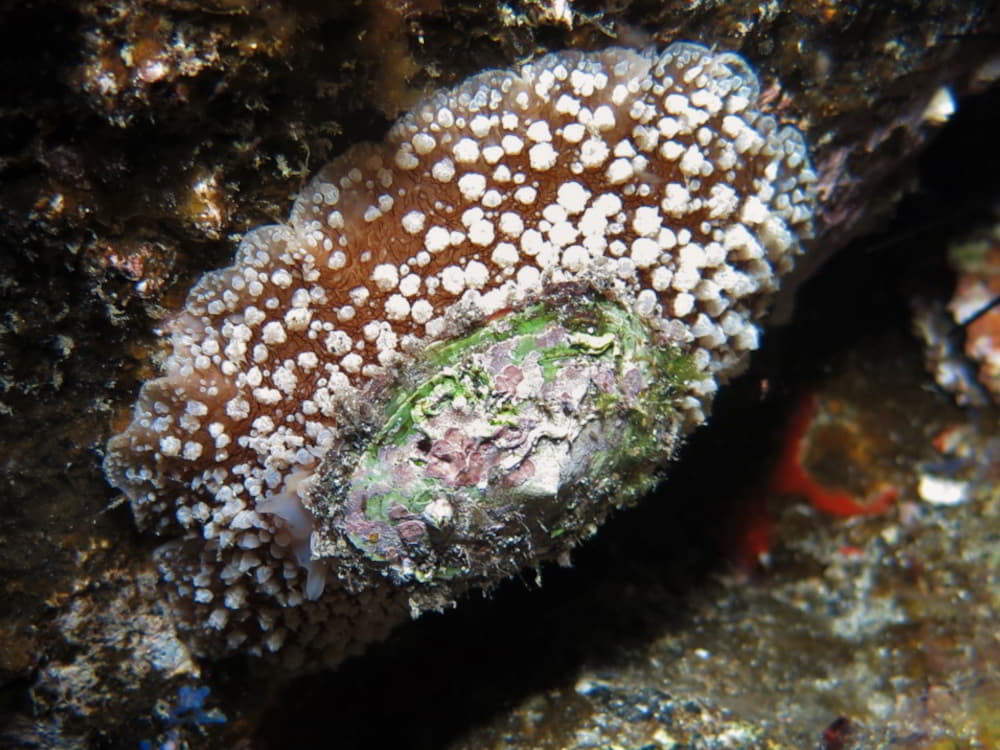 Warzige Schirmschnecke - Umbraculum umbraculum