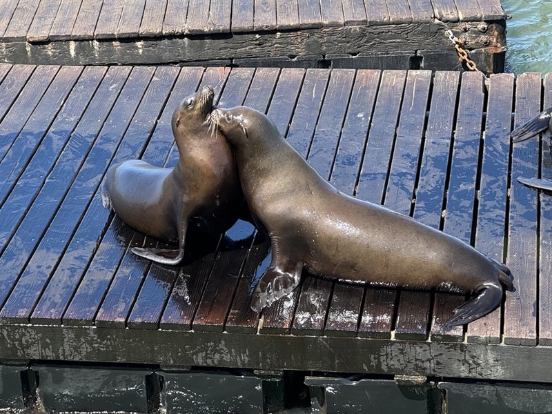 , California Sea Lion, Zalophus californianus