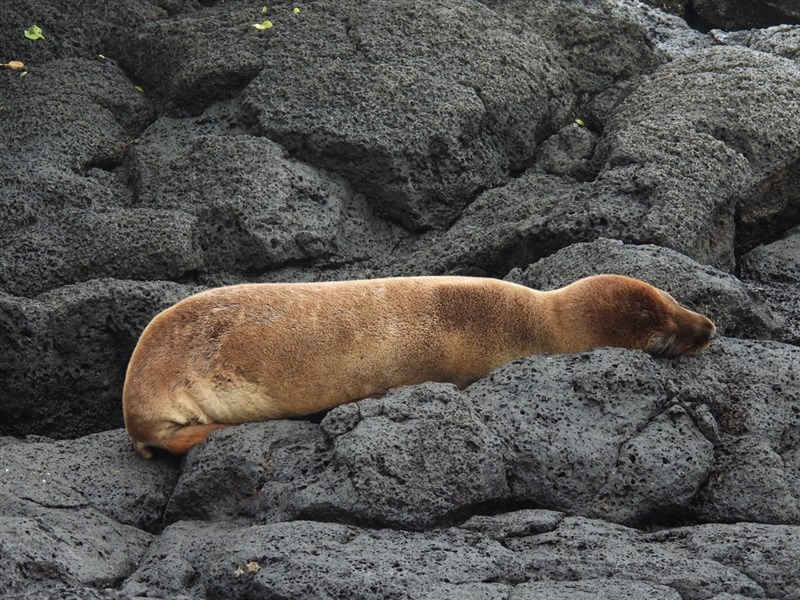 , Zalophus wollebaeki, Zalophus wollebaeki