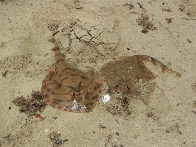 Striped panray, Striped Panray - Zanobatus schoenleinii, Zanobatus schoenleinii