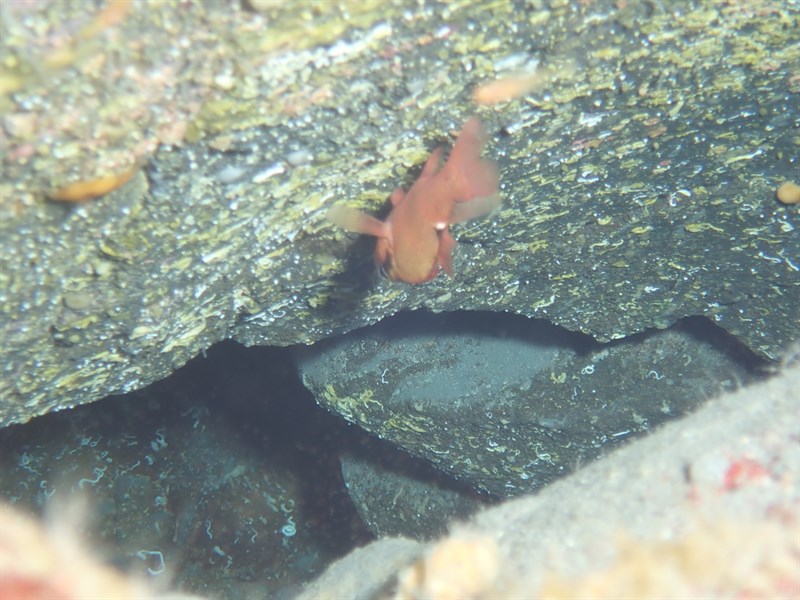 Evermann's cardinalfish, Evermann's Cardinalfish, Zapogon evermanni