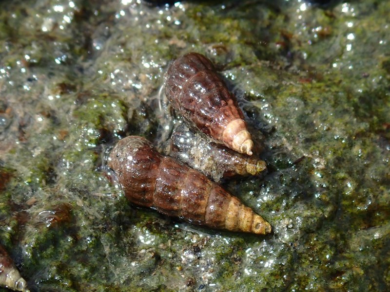 , New Zealand Mud Creeper, Southern Creeper, Zeacumantus subcarinatus