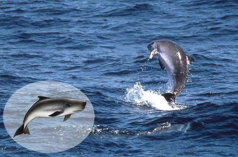 Zwergpottwal Kogia breviceps