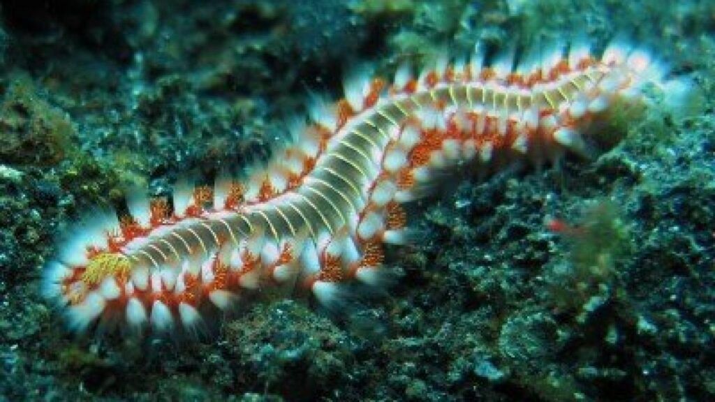 Bart-Feuerborstenwurm / Feuerwurm - Hermodice carunculata