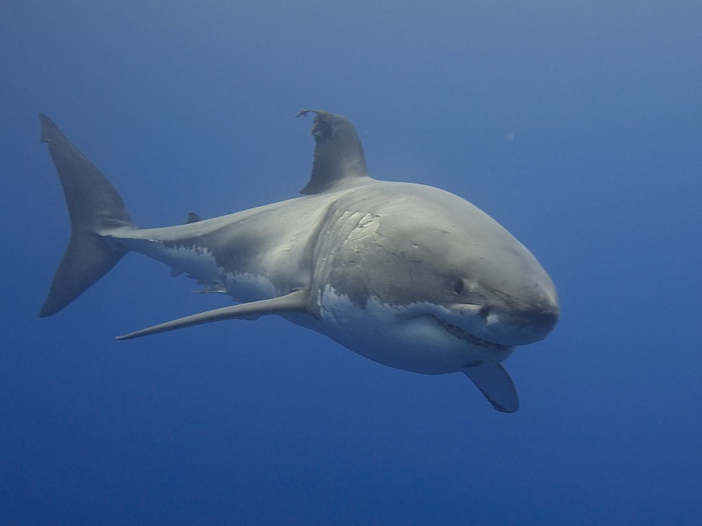 Weißer Hai - Carcharodon carcharias